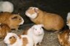 Dipl.-Ing. Linda Davids B.A.