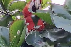 Dipl.-Ing. Rosl Scholz